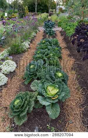 Open Garden In The Town Of Mariestad
