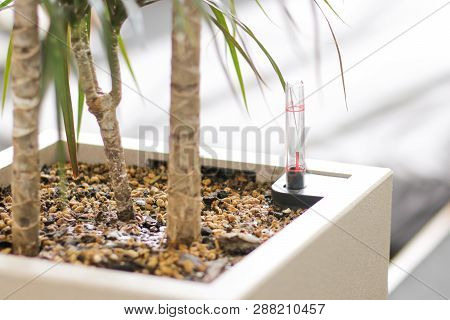 Indicator Of Moisture In The Soil Pot For Indoor Flower. Light Photo. Dracaena Marginata