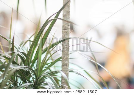 Abstract Background With Happy Fun People, Children In The Background. Dracaena Marginata In The Soi