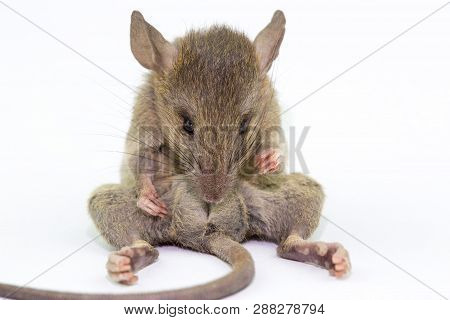 Dead Rat (mouse), Isolated On White Background.rat Are Carriers Of Pathogens, So Find A Way To Elimi