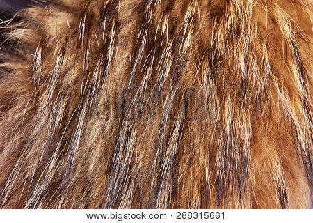 Raccoon Fur Of Red Color Close Up