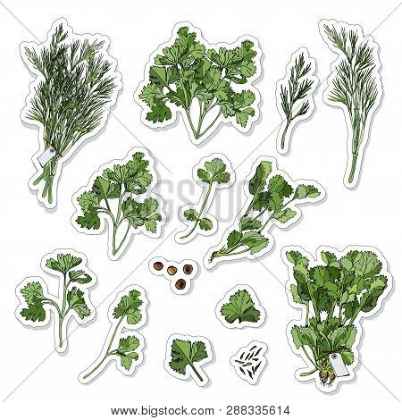 Set With Stickers  Of Different Green Herbs And Spices. Hand Draw And Color  Sketch Isolated On Whit