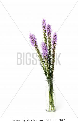 Magenta, Purple, Violet, Liatris Flower In Glass Bottle On Isolated White Background.