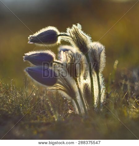 Spring-springtime. Beautiful Blossoming Flower On A Meadow.