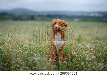 Dog In The Field In Nature. Pet In The Spring For A Walk, Nova Scotia Duck Tolling Retriever, Toller