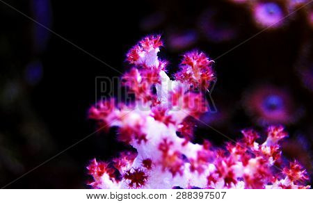 Dendronephthya Sp. - ( Tree Pink Soft Coral )