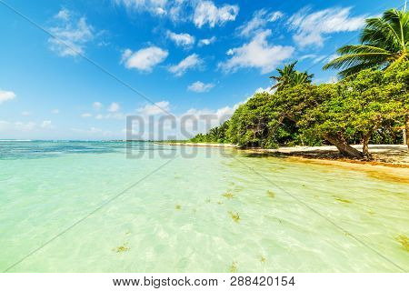 Palm Trees And Clear Water In Bois Jolan Beach In Guadeloupe, French West Indies. Lesser Antilles, C