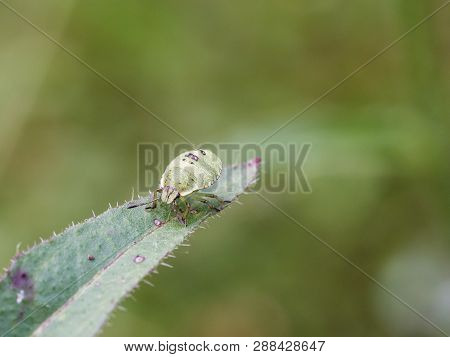 The Green Shield Bug Nymph - Palomena Prasina - Sittng On A Green Leaf