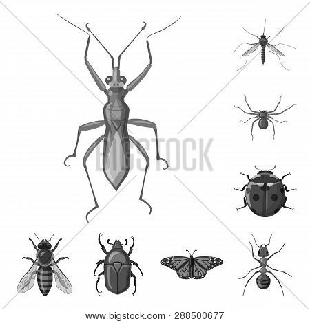 Vector Illustration Of Insect And Fly Logo. Collection Of Insect And Element Vector Icon For Stock.
