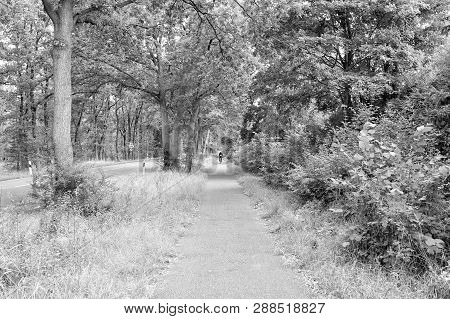 Beautiful Road Or Path Way In Alley With Green Trees And Grass In Summer Sunny Outdoor With Ciclist 