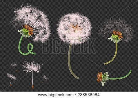 Vector Illustration Of Spring Dandelions On Transparent Background. Dandelion Seeds Blowing From Ste