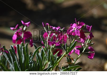Close-up Of Matthiola Incana Flowers. Purple Hoary Stock, Tenweeks Stock, Violaciocca