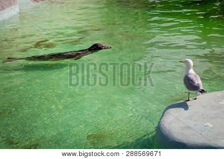 Baltic Grey Seals (halichoerus Grypus Macrorhynchus) In The Green Water In A Pool And Seagull On The