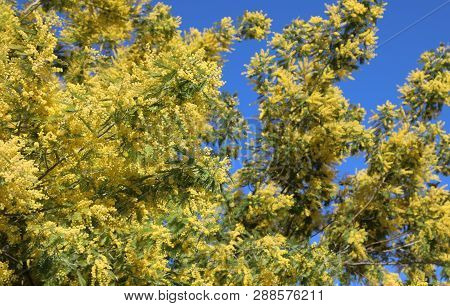 Flowered Tree With Yellow Mimosa Flowers Blossomed In Spring And Blue Sky
