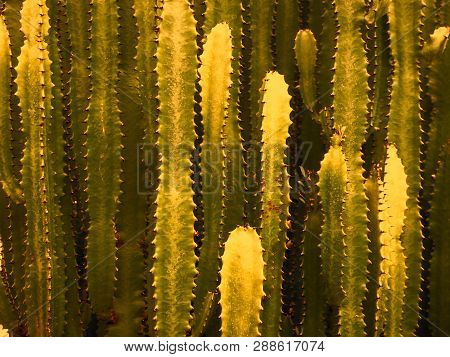 Big Cactus Outdoor In Desert. Green Cactus With Thorns. Plant Cactus With Spines. Nature, Floral Bac