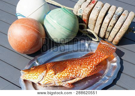 Orange Ballan Wrasse On A Pewter Dish After Fishing In Brittany And Buoys
