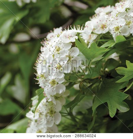 Common Hawthorn Crataegus Monogyna Shrub Tree In Bloom, Wild White Oneseed Whitethorn Blossom And Le