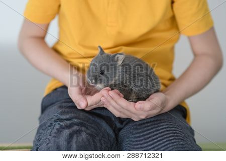 Gray Baby Rabbit In The Hands Of The Boy.