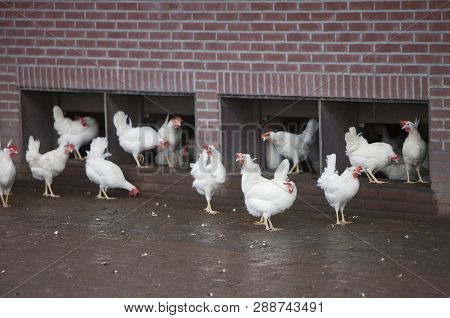 Free Roaming White Chickens On Organic Farm Near Utrecht In The Netherlands