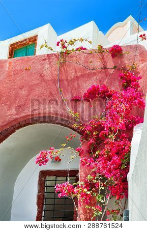 Traditional Greek Architecture And Bougainvillea Tree With Pink Flowers. Santorini Island, Greece.