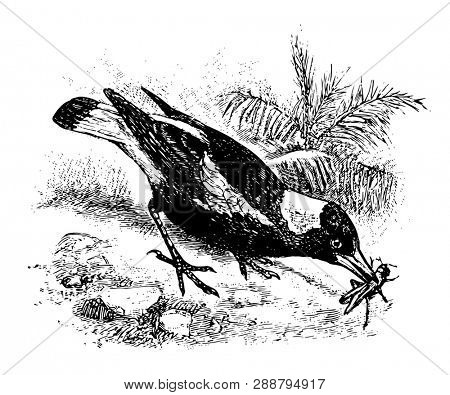 Australian Magpie is a bird in the Artamidae family of crow like birds, vintage line drawing or engraving illustration.