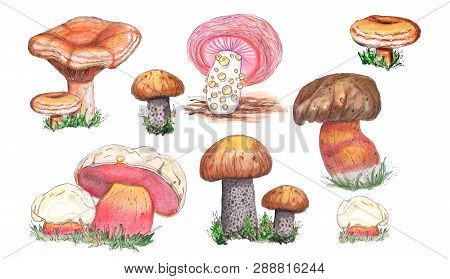 Original Edible And Fungus Mushrooms.