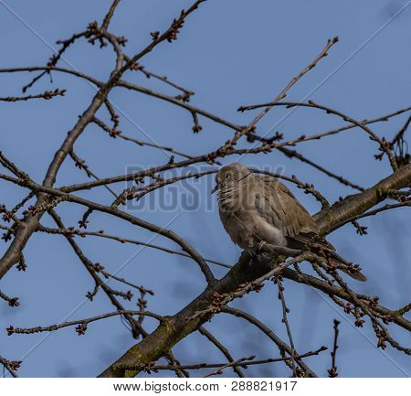 Turtle Dove On Old Cherry Tree In Spring Blue Day