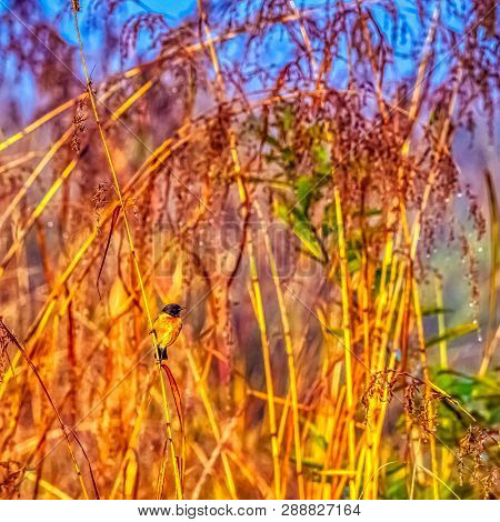 Blue-throated Blue Flycatcher (cyornis Rubeculoides) In Jim Corbett National Park, India