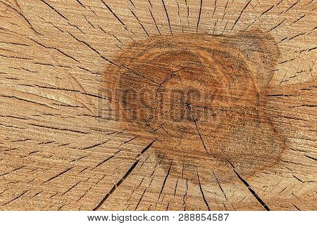 The Texture Of The Cut Dry Wood. Wood Look In Cut