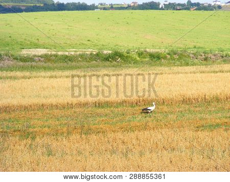 Stork In A Oast Field In Summer Day