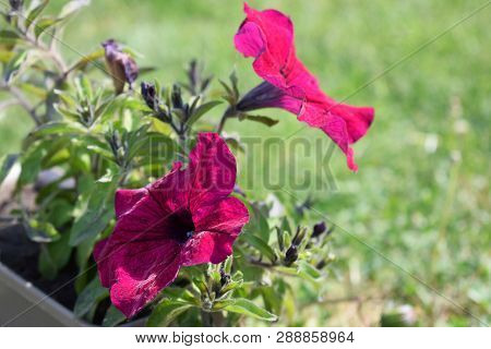 Beautiful Flowers Sunlit By The Summer Sun