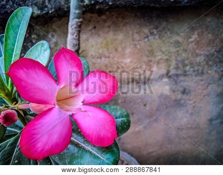 The Pink Flower Has Alone Because Another Has Being A Couple At Palembang