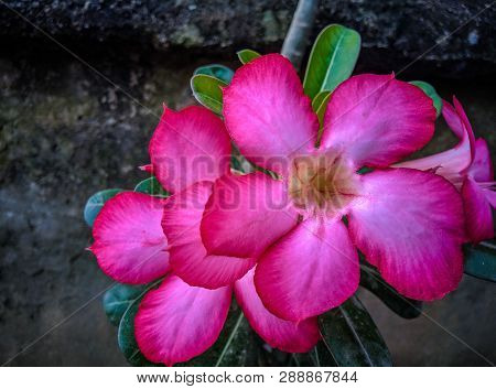 The Pink Flower Wake Up When Sun Rising Up At Palembang