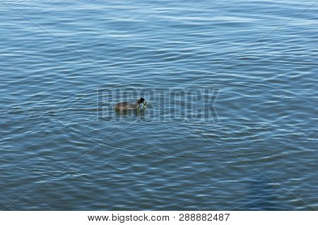 Duck Eating In The Middle Of Calm River Water
