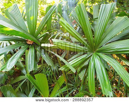 Top View Of Branch And Leaves Saw Palmetto As A Background, Abstract Leaves Texture, Ecological Conc