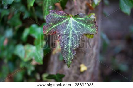 An English Ivy (hedera Helix) Leaf Shows Purple Colors As Temperatures Get Lower In The Winter, Foun