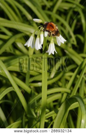 Three-cornered Leek Or Garlic - Allium Triquetrum 
With Bee