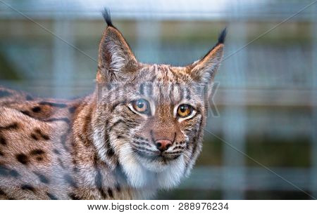 A Carpathian Lynx (lynx Lynx Carpathicus) Is Seen Through Wire Caging.