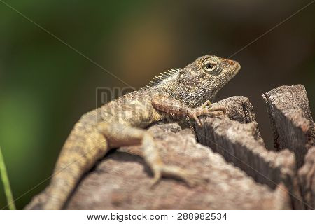 Chameleon On The Dry Wood Is A Reptile Of The Sub-genus Lacertilia Or Sauria