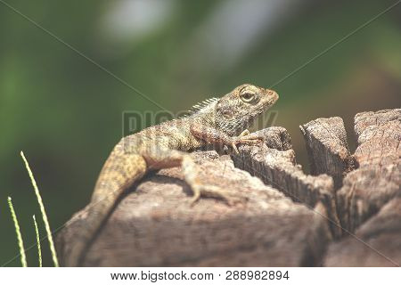 Chameleon On The Dry Wood Is A Reptile Of The Sub-genus Lacertilia Or Sauria