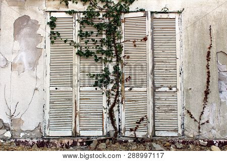 Closed Tall Wooden White Dilapidated Window Blinds Mounted On Cracked Wall Of Abandoned Hotel Buildi
