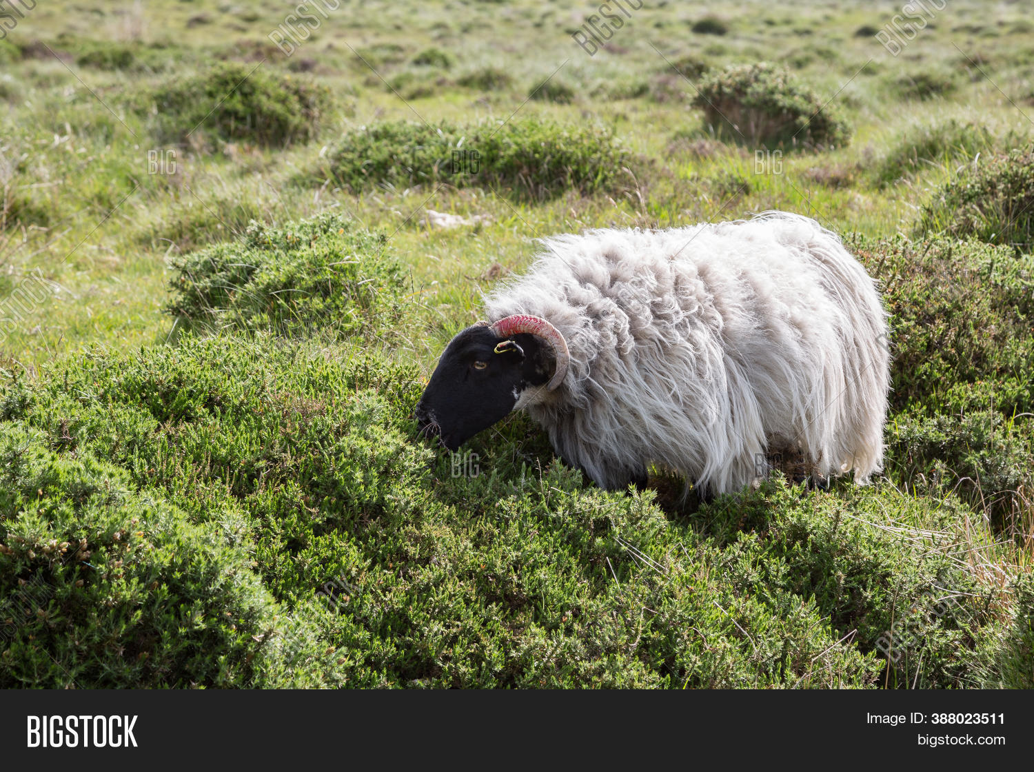 Scotch Blackface Sheep Image & Photo (Free Trial) | Bigstock