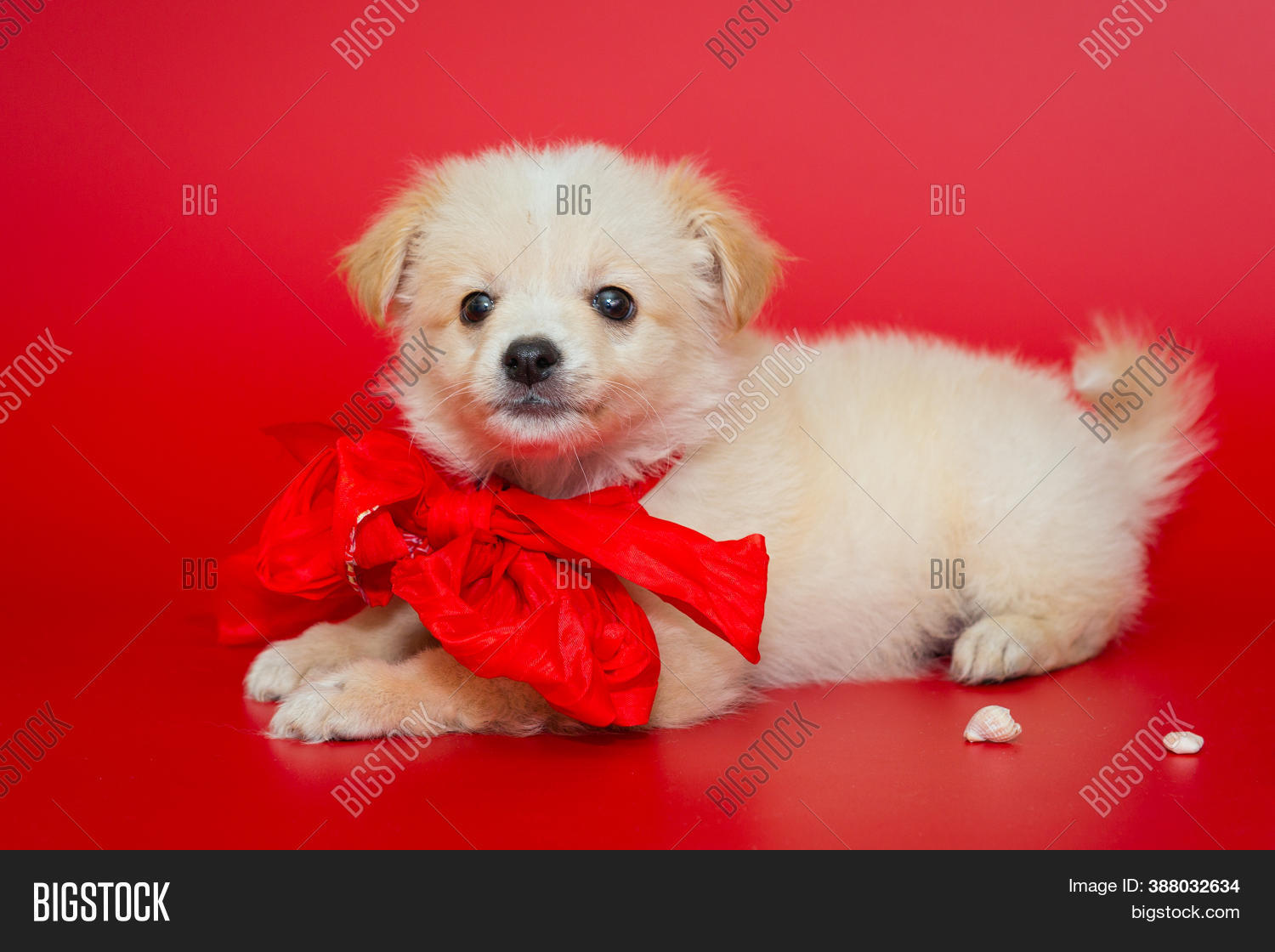 Small White Puppy Red Image & Photo (Free Trial) Bigstock