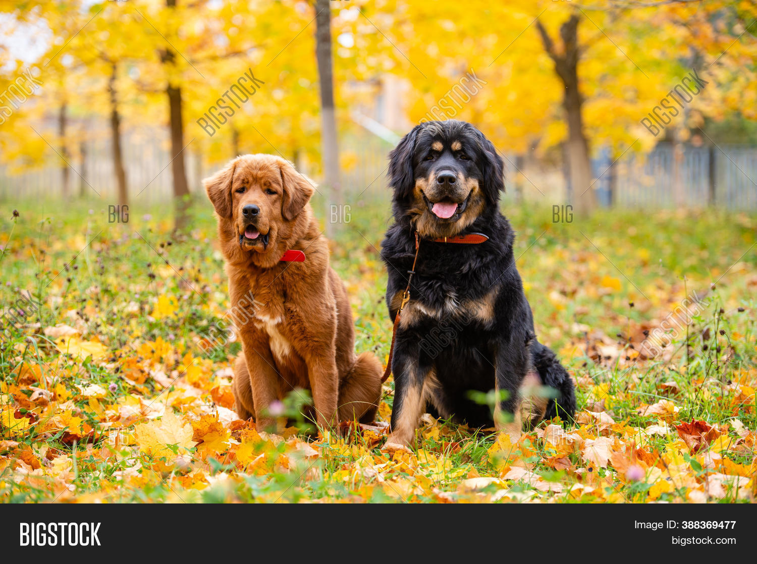 Two Big Dogs Sitting Image & Photo (Free Trial) Bigstock