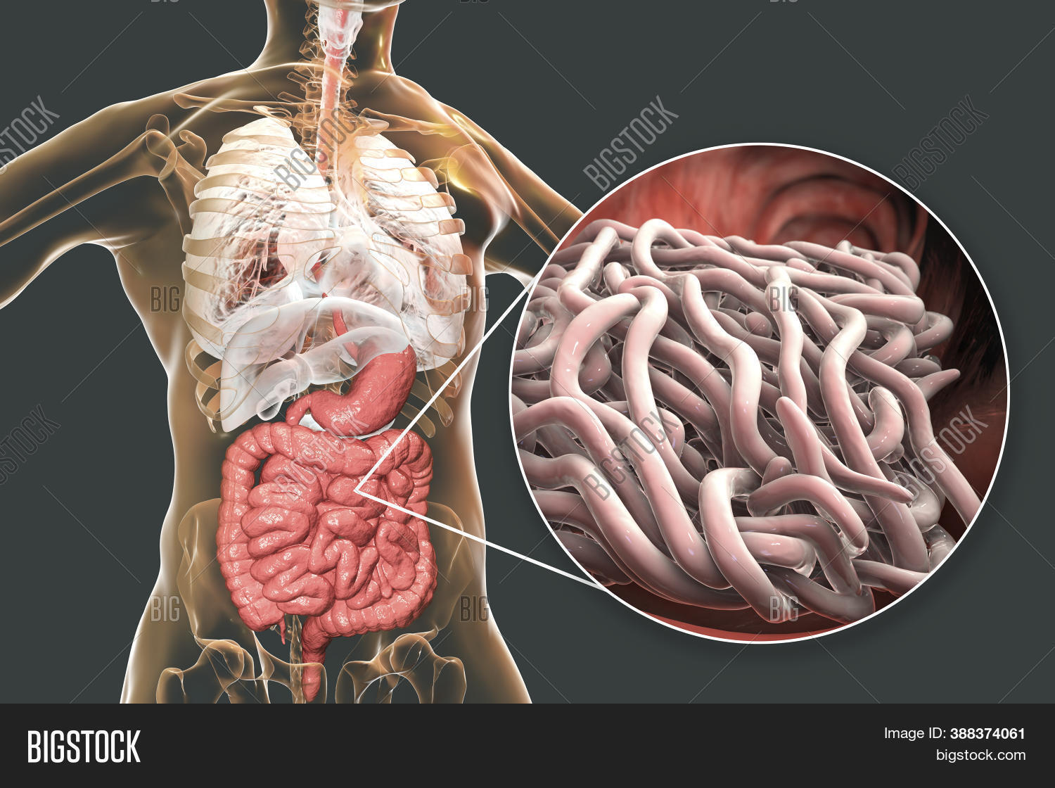 Ascaris Anatomy Diagram