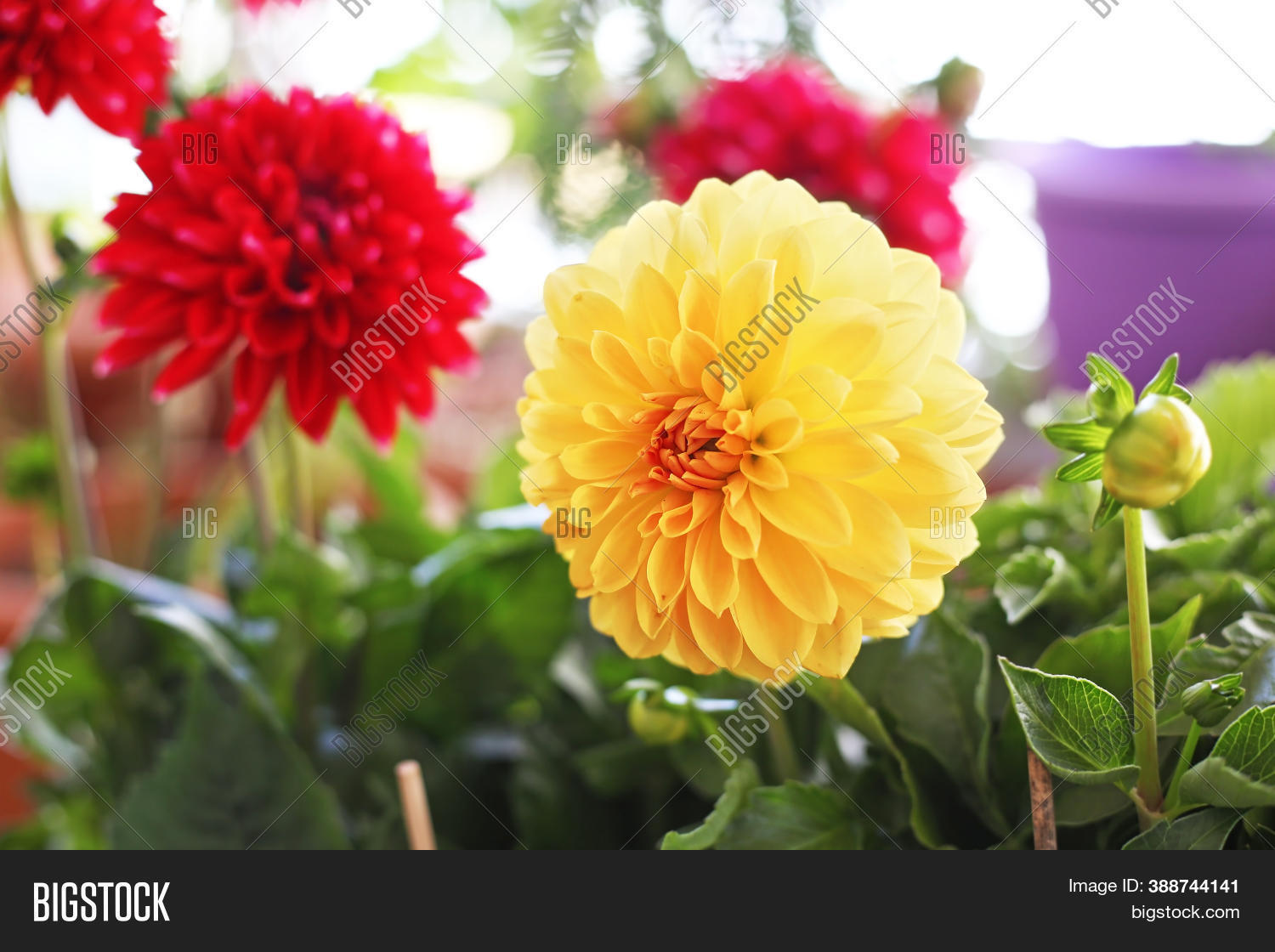 Blooming Dahlia Image & Photo (Free Trial) Bigstock