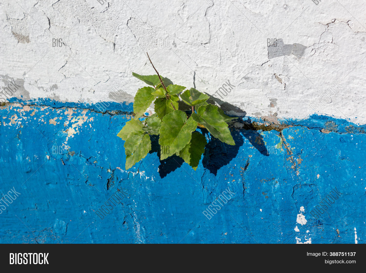 Plant Grows On Wall Image & Photo (Free Trial) Bigstock