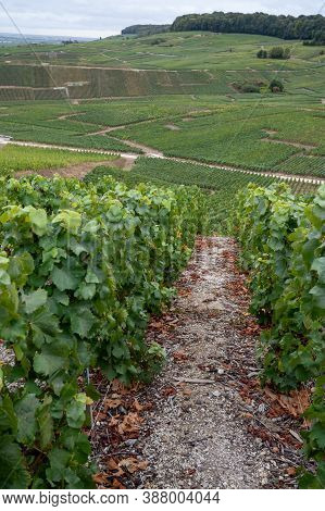 Landscape With Green Grand Cru Vineyards Near Epernay, Region Champagne, France In Rainy Day. Cultiv