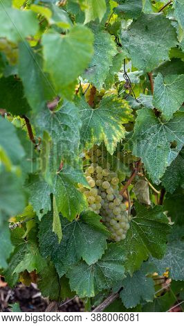 Landscape With Green Grand Cru Vineyards Near Epernay, Region Champagne, France In Autumn Rainy Day.