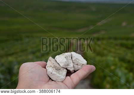Hand With White Chalk Stones From Soils Of Cote Des Blancs Near Cramant, Region Champagne, France An